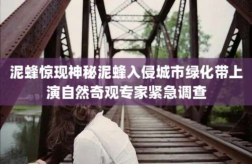 泥蜂惊现神秘泥蜂入侵城市绿化带上演自然奇观专家紧急调查