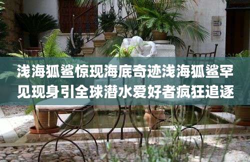 浅海狐鲨惊现海底奇迹浅海狐鲨罕见现身引全球潜水爱好者疯狂追逐