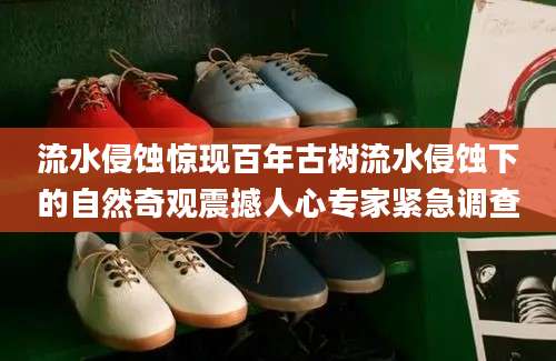 流水侵蚀惊现百年古树流水侵蚀下的自然奇观震撼人心专家紧急调查