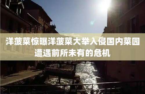 洋菠菜惊曝洋菠菜大举入侵国内菜园遭遇前所未有的危机